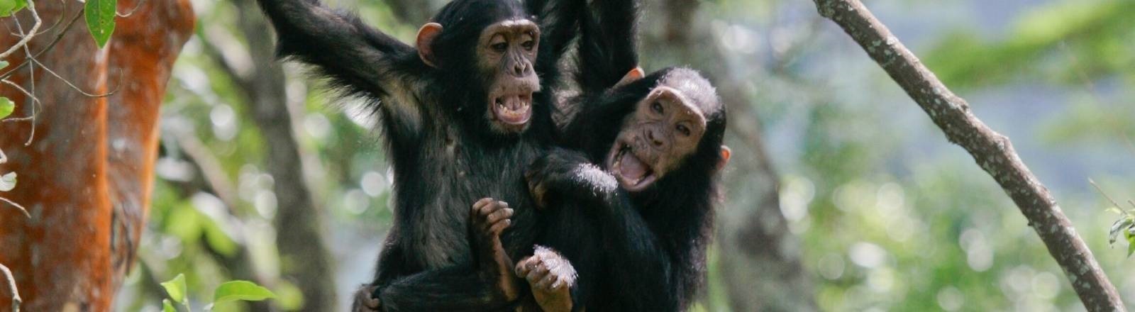 Zwei Schimpansen hängen an einem Ast im Regenwald in Tansania