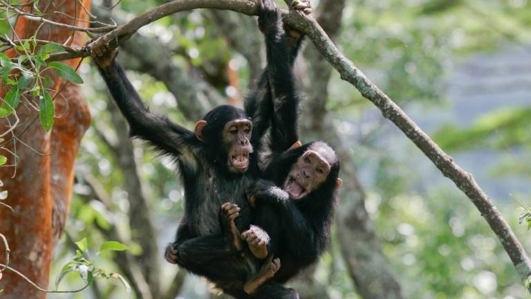 Zwei Schimpansen hängen an einem Ast im Regenwald in Tansania