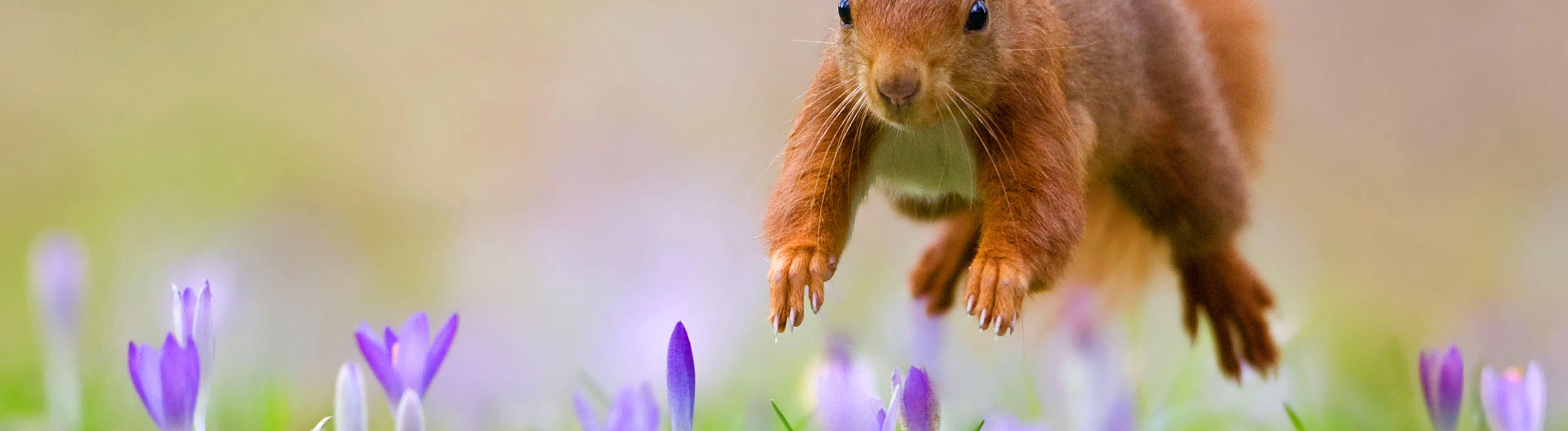 Europäisches Eichhörnchen (Sciurus vulgaris), springt über eine Krokus-Wiese