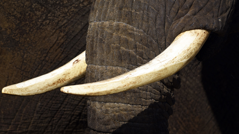 Die Stoßzähne eines Elefantenbullen des Zirkus Probst, Düsseldorf