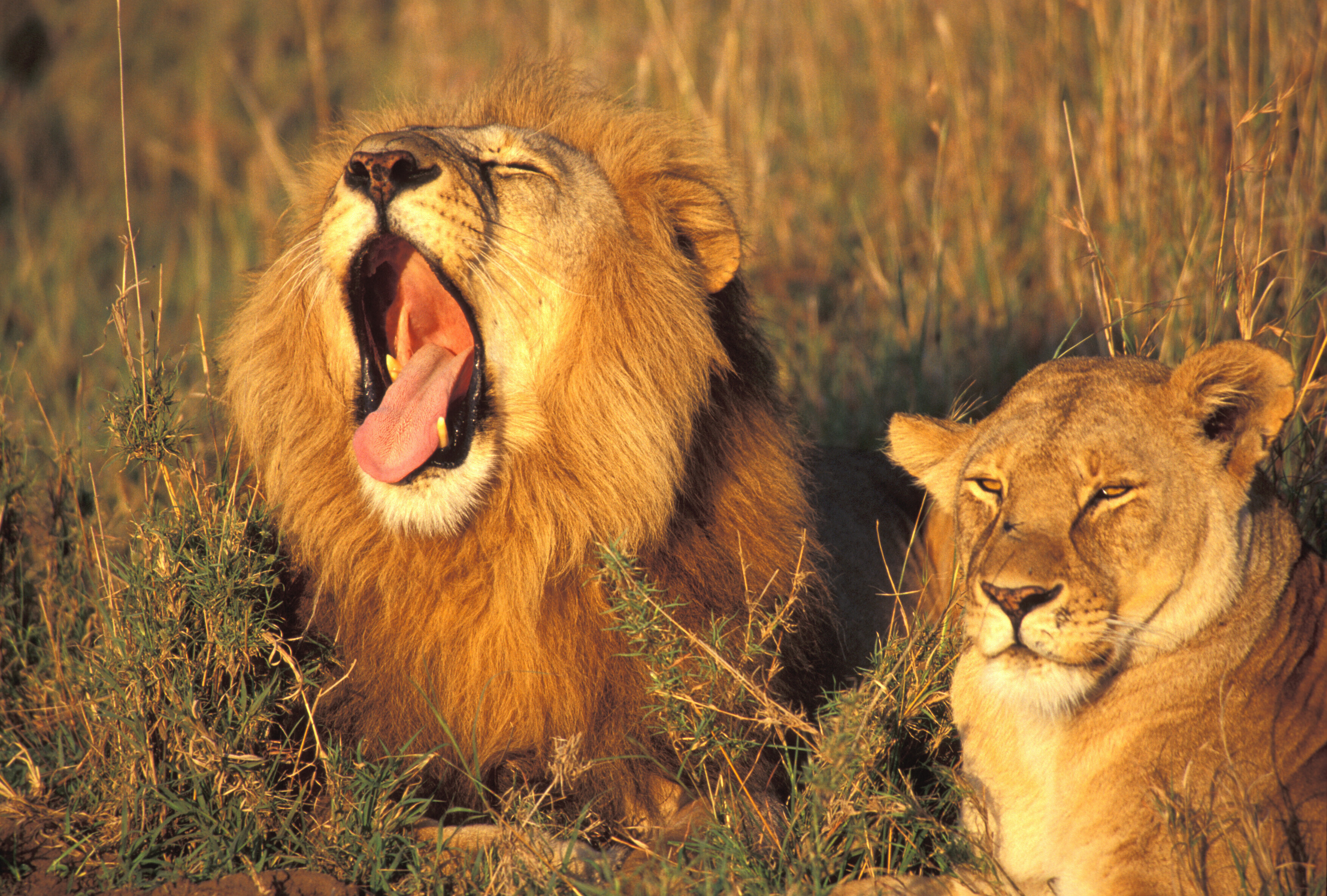 Ein männlicher Löwe gähnt, daneben eine Löwin, die gelangweilt schaut