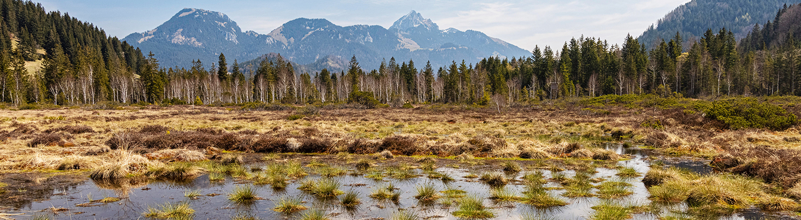 Ein wieder vernässtes Hochmoor in Bayern, dahinter ragt ein Berg in den blauen Himmel. Das Moor hat eine glatte Wasseroberfläche mit viel Gras bewachsen.