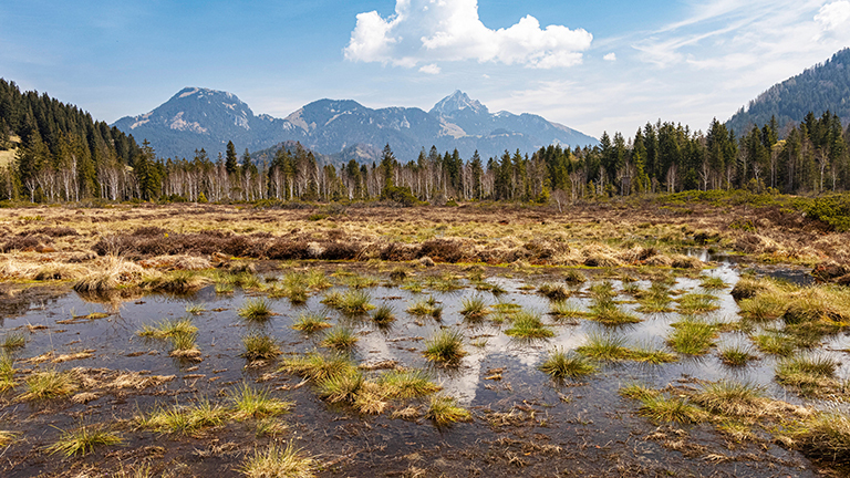 Ein wieder vernässtes Hochmoor in Bayern, dahinter ragt ein Berg in den blauen Himmel. Das Moor hat eine glatte Wasseroberfläche mit viel Gras bewachsen.