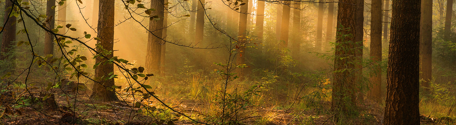 Im Wald fällt Sonnenlicht durch die Bäume. Es wirkt sehr friedlich.