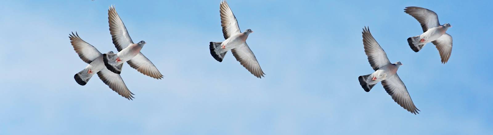 Fliegende Hohltauben