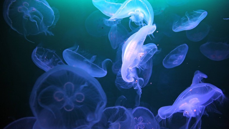 Ohrenqualle in der Ostsee