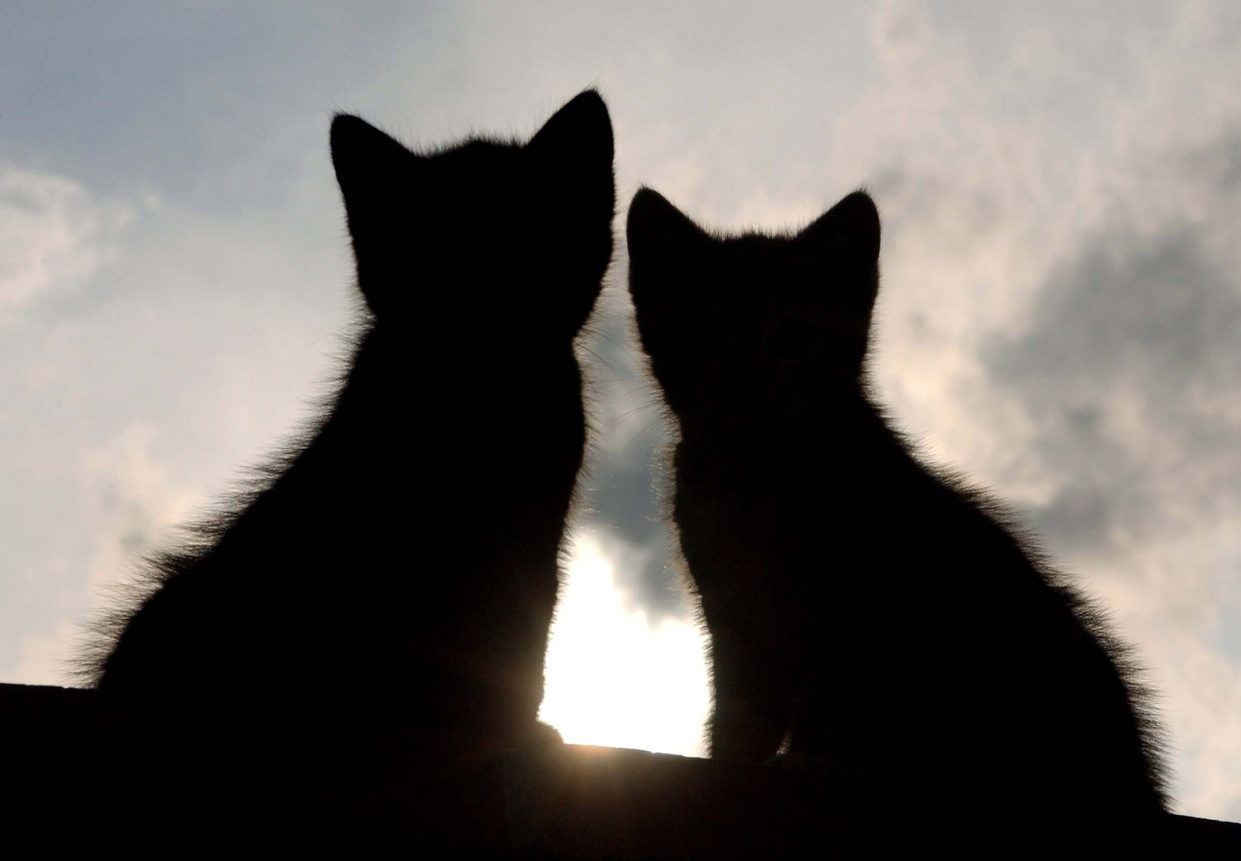 Zwei junge Katzen sitzen draußen nebeneinander. Im Gegenlicht sind sie nur als Schattenriss zu erkennen.