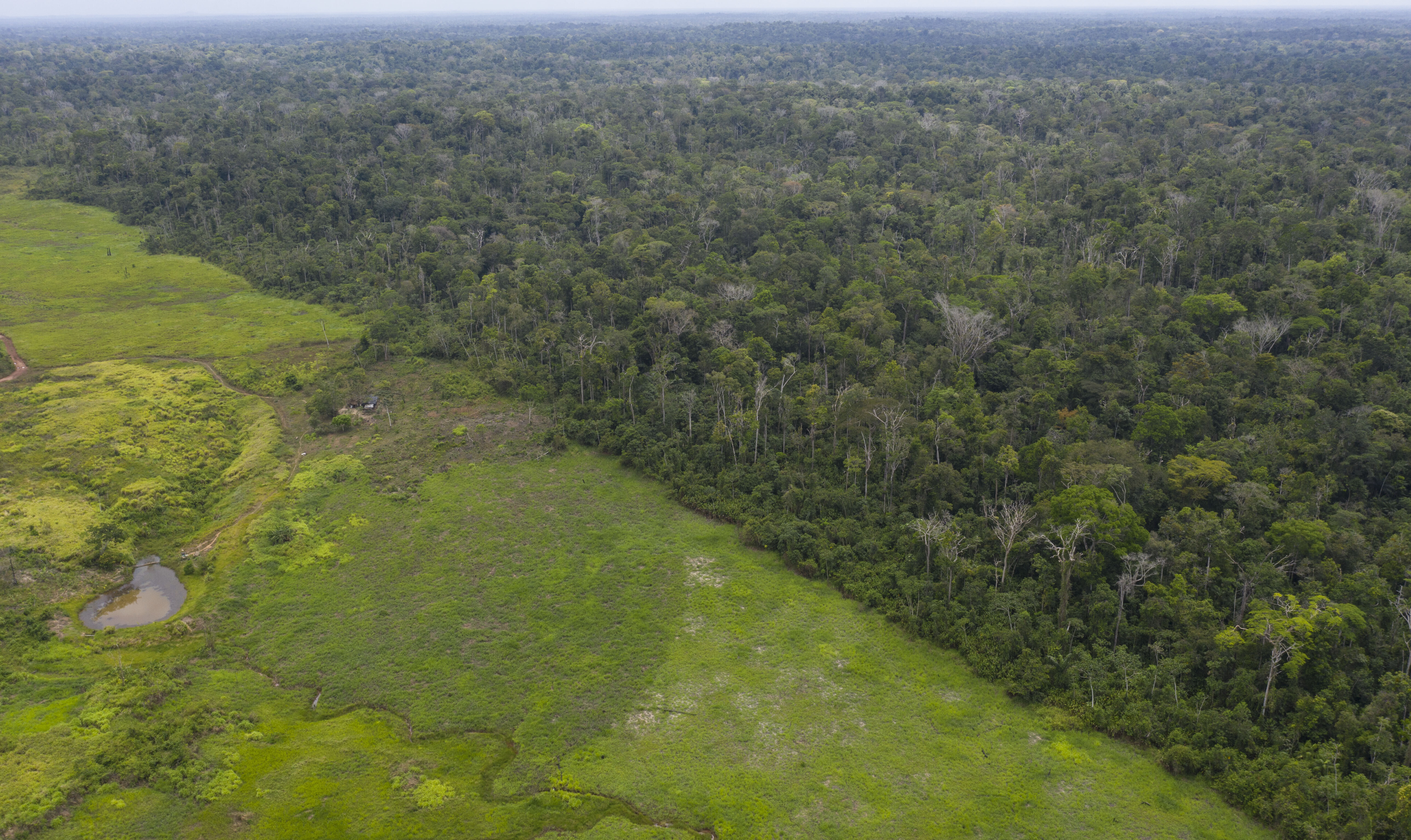 Abgeholzter brasilanischer Regenwald