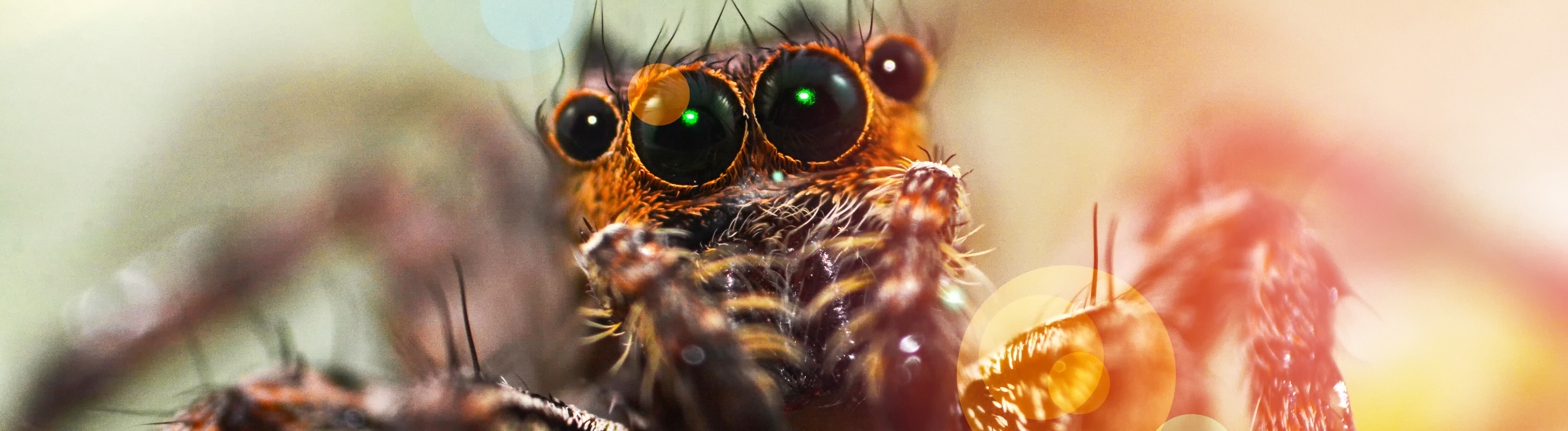 Eine Spinne in Nahaufnahme