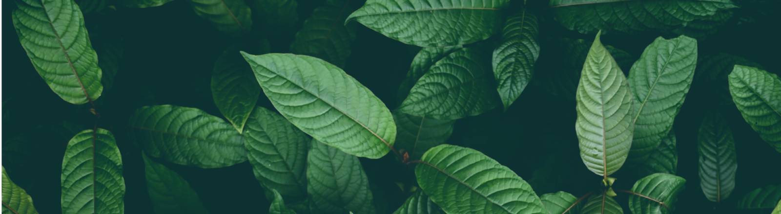 Kratomblätter wachsen an einem Kratombaum