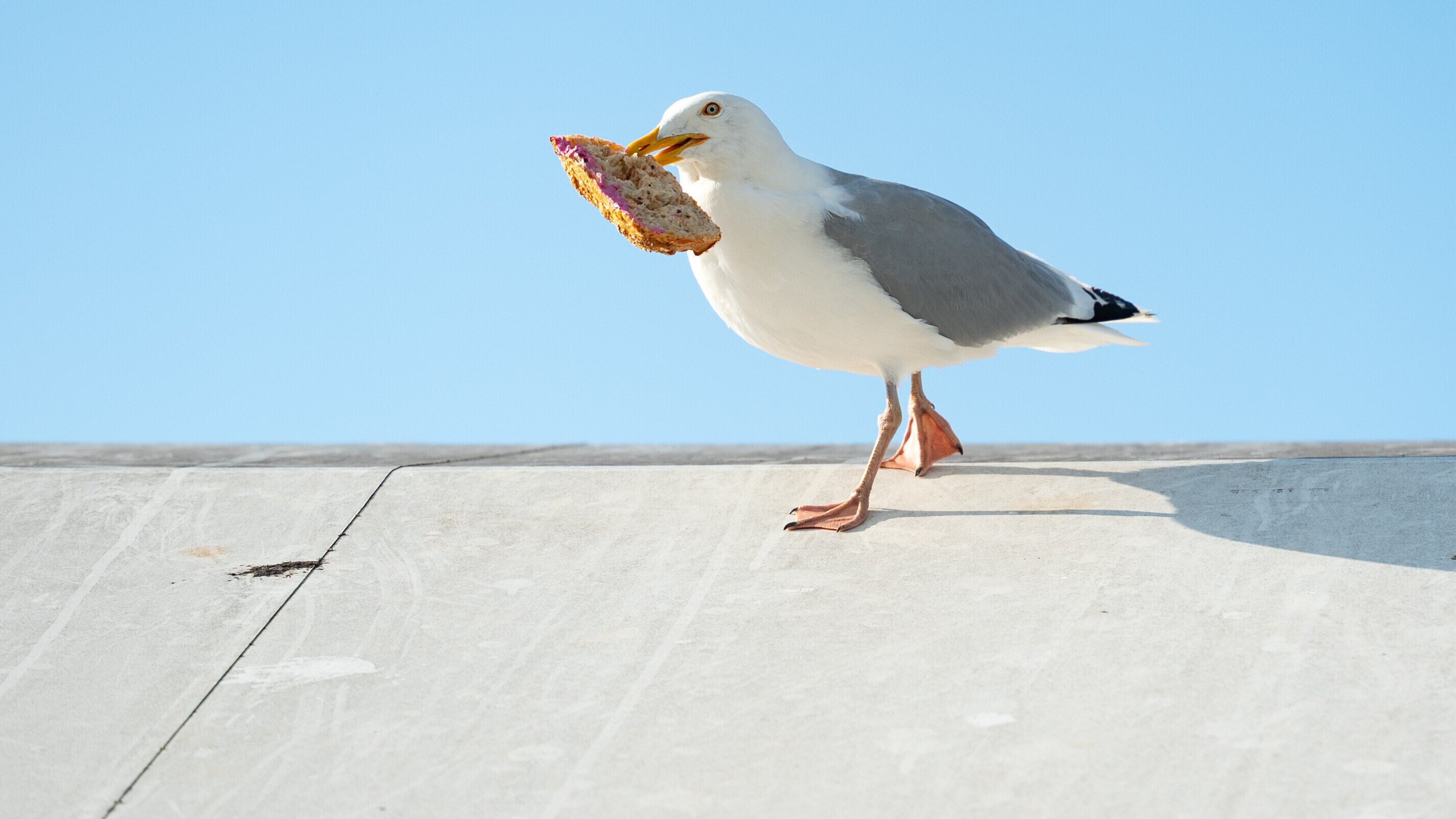 Eine Möwe turnt mit einem geklauten Brötchen auf einem Dach herum.