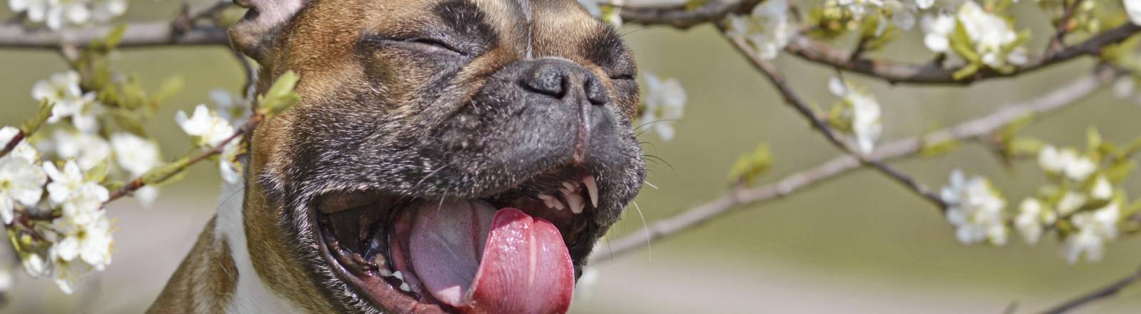 Französische Bulldogge gähnt vor weißen Kirschblüten