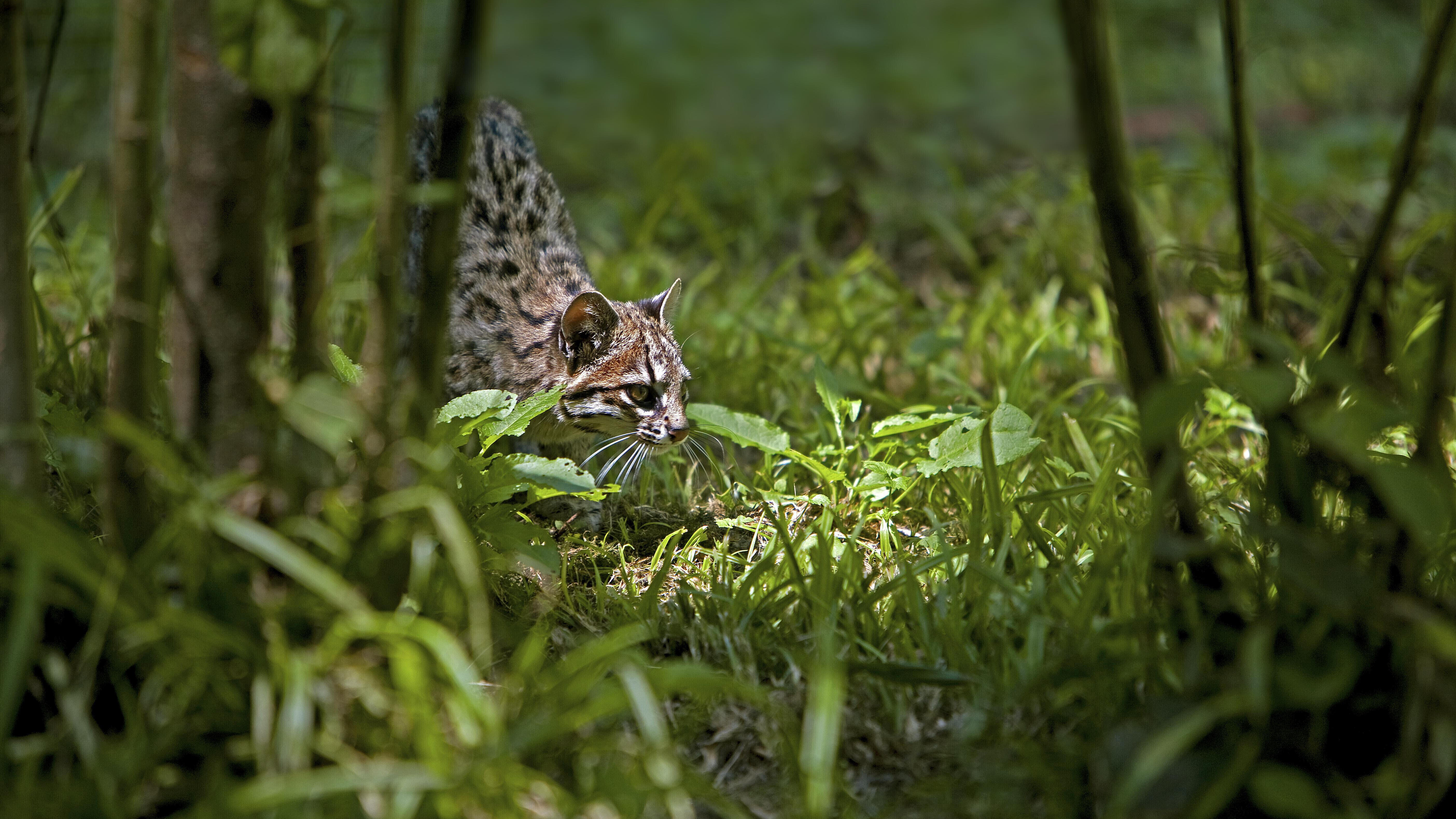 Eine Tigerkatze (leopardus tigrinus) im Gras (Symbolbild).