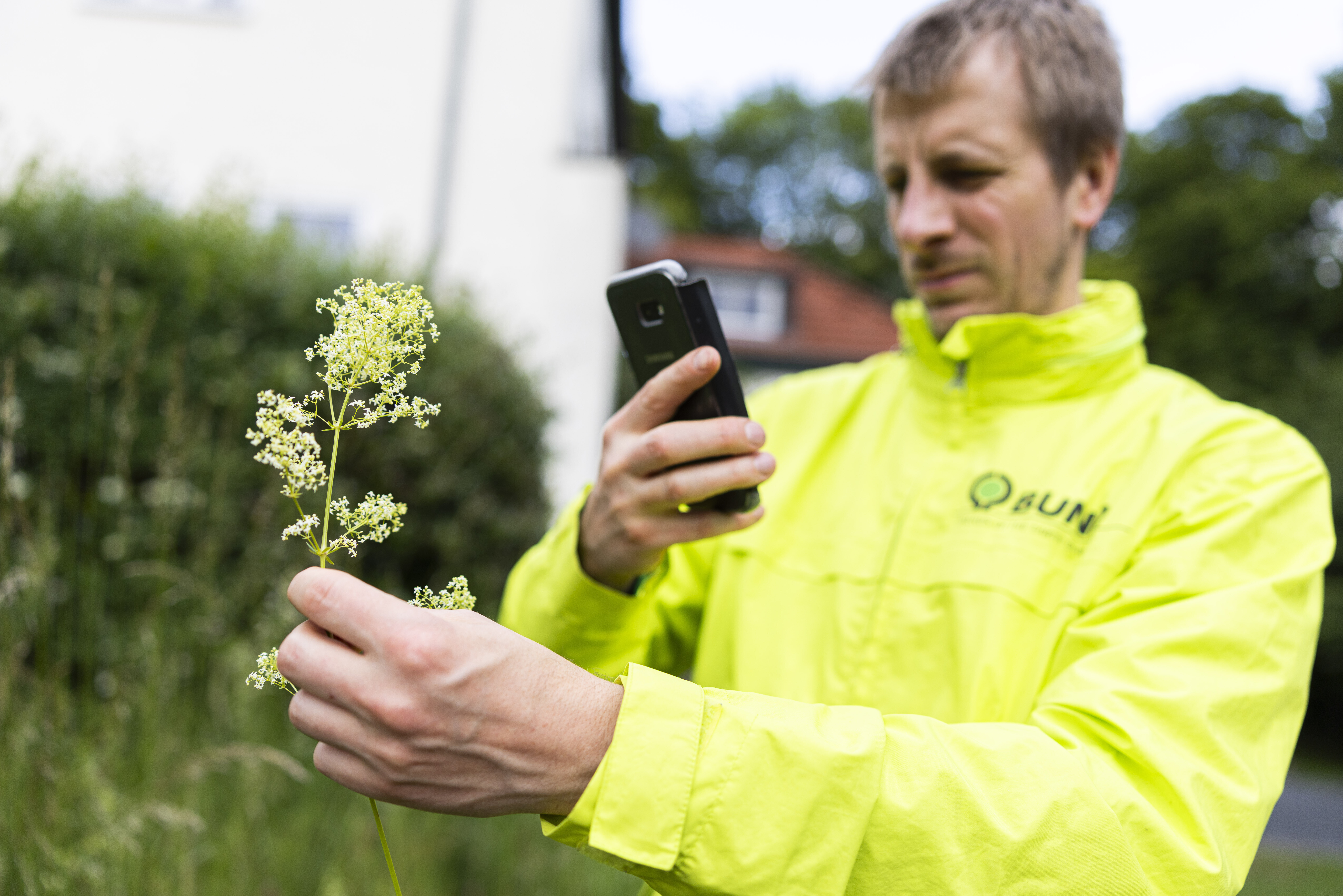 Jakob Grabow-Klucken, BUND Niedersachsen, fotografiert mit einem Smartphone ein «Gemeines Labkraut», um es mit der Pflanzenbestimmungs-App «ObsIdentify» zu bestimmen.