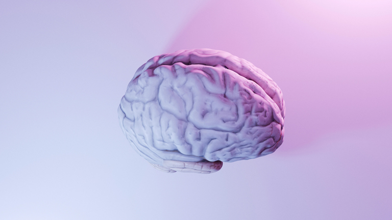 Ein nachgebildetes menschliches Gehirn.