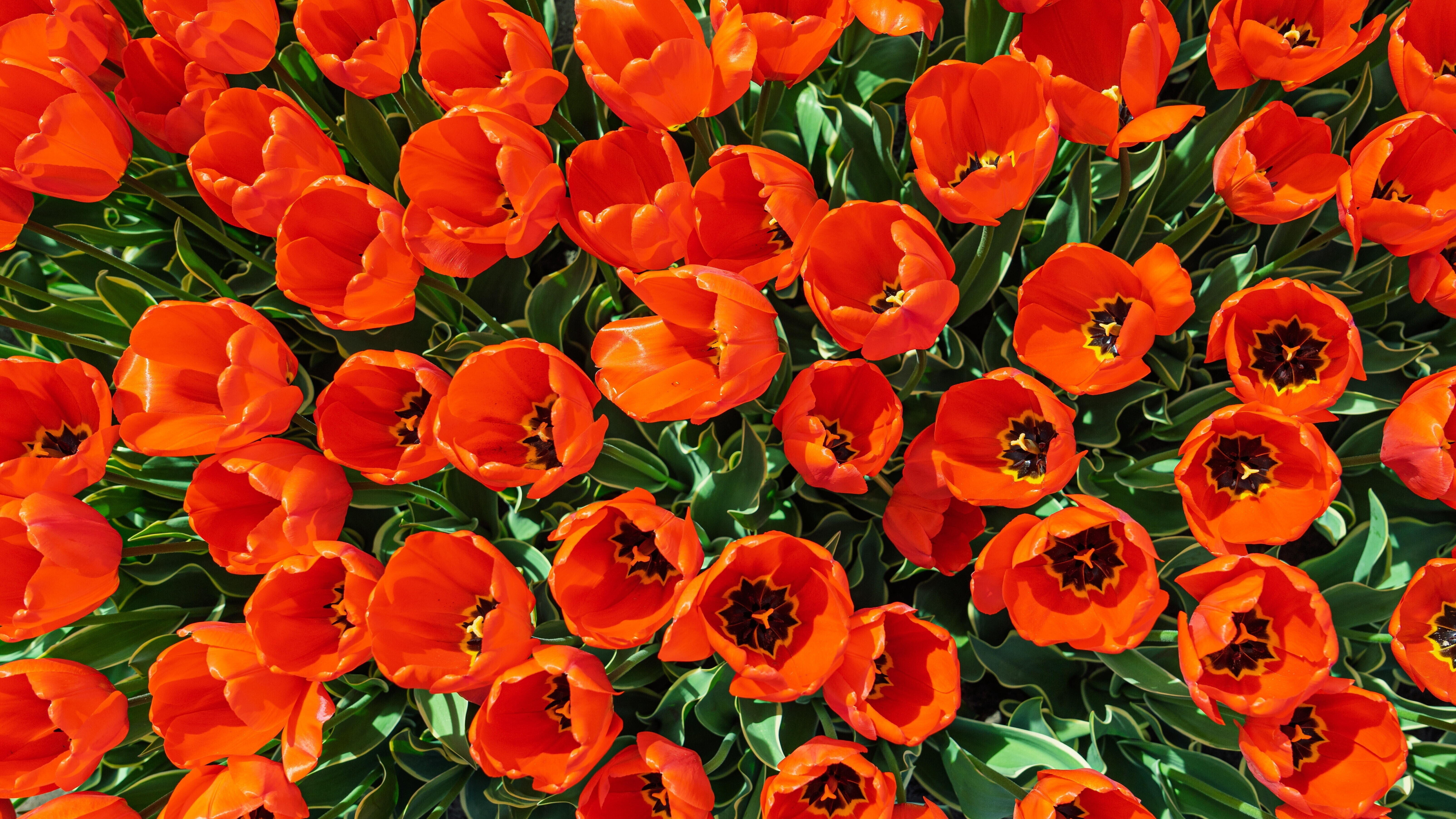 Blick von oben auf rote Tulpen