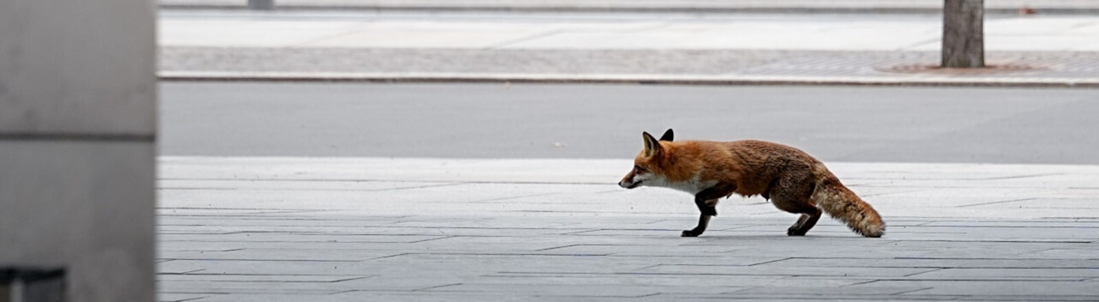 Ein Fuchs läuft vor dem Empfang des Präsidenten der Afrikanischen Union über das Gelände des Bundeskanzleramts.