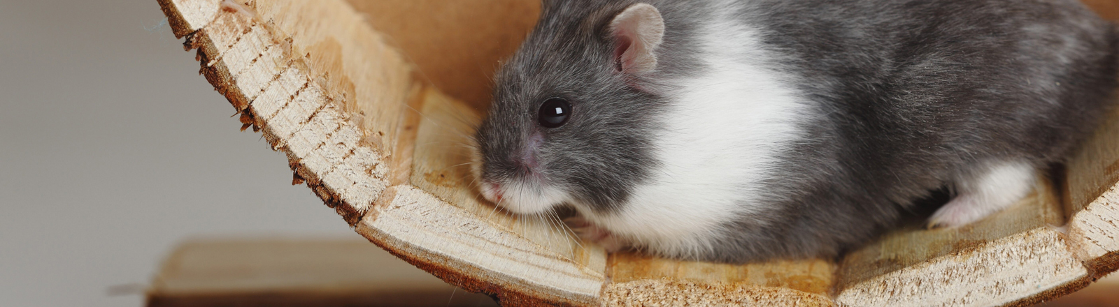 Hamster in Laufrad aus Holz