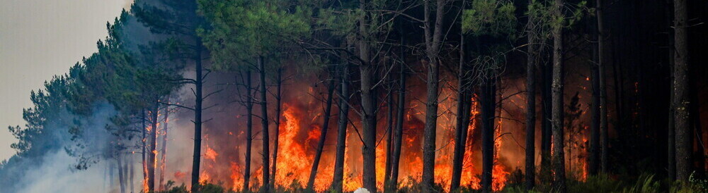 Ein Wald steht in Flammen
