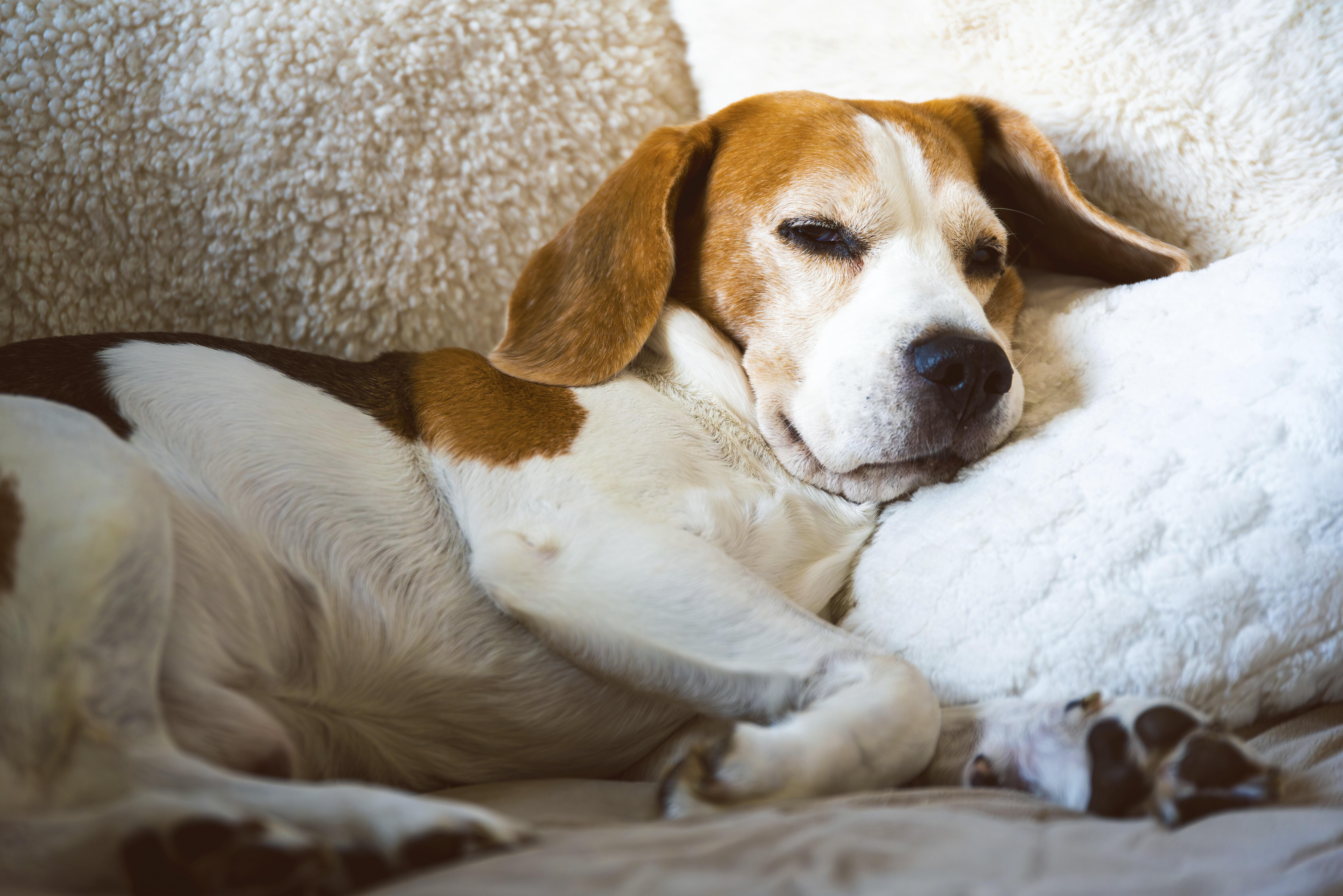 Ein Beagle schläft bequem auf einem flauschigen Kissen