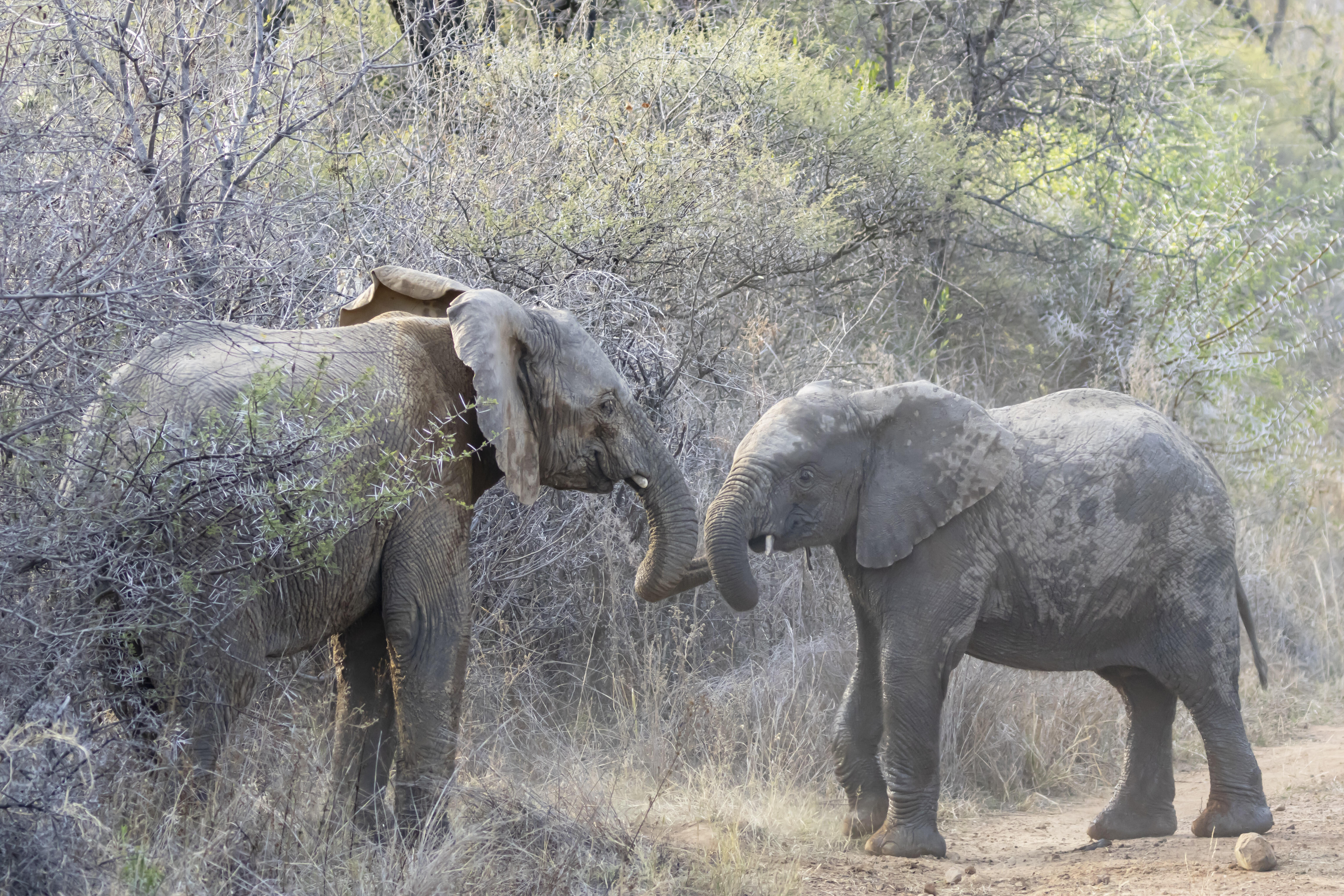 Afrikanischer Waldelefant (Loxodonta cyclotis) : Zwei junge Elefanten spielen in einem Savannenbuschland in Limpopo, Südafrika und raufen spielerisch miteinander