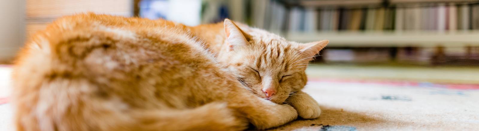 Eine Katze schläft auf einem Teppich