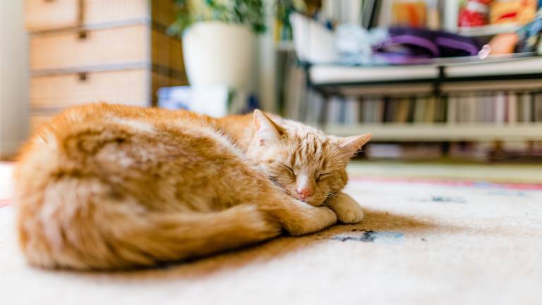 Eine Katze schläft auf einem Teppich