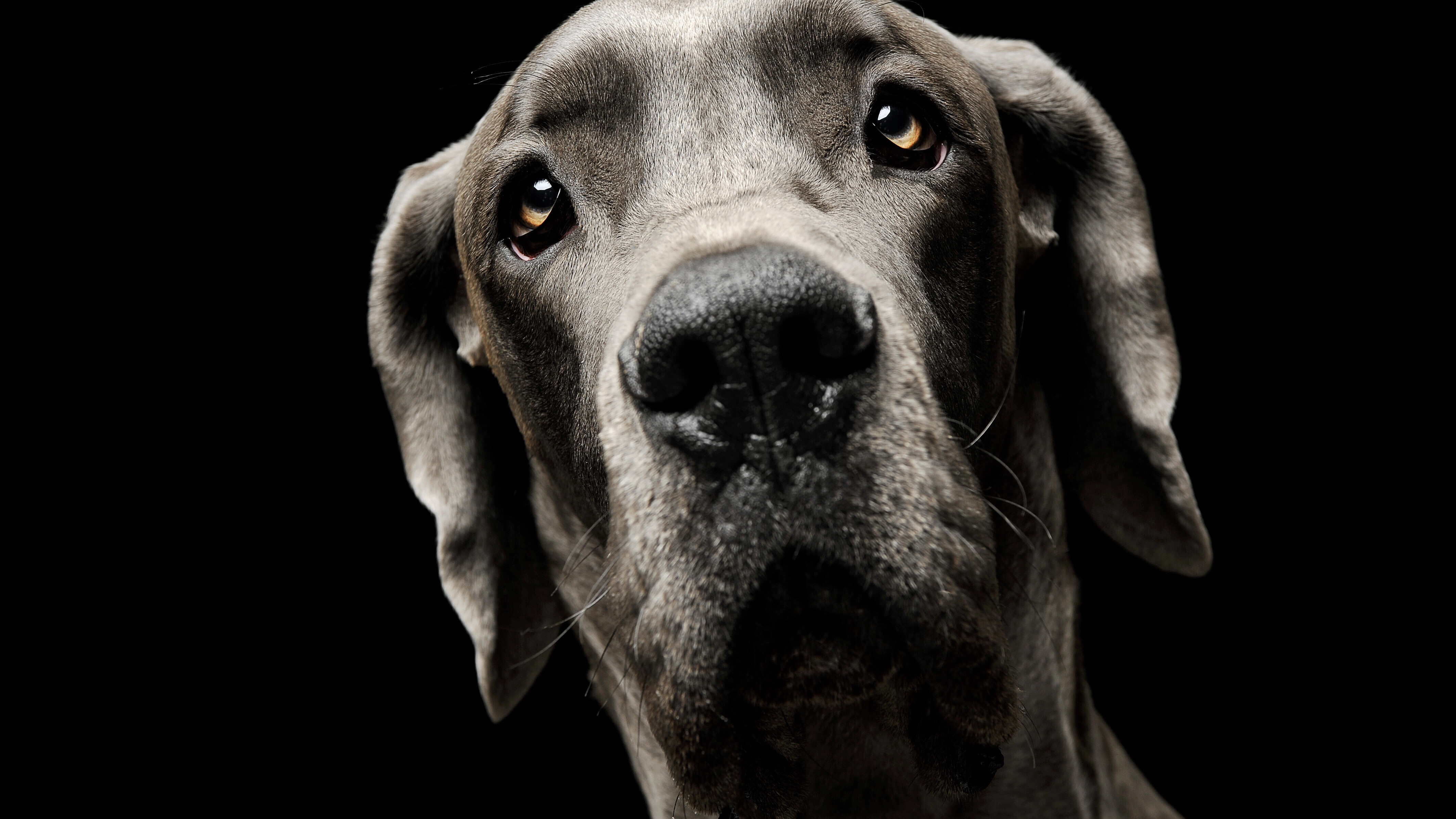 Eine Deutsche Dogge schaut in die Kamera.