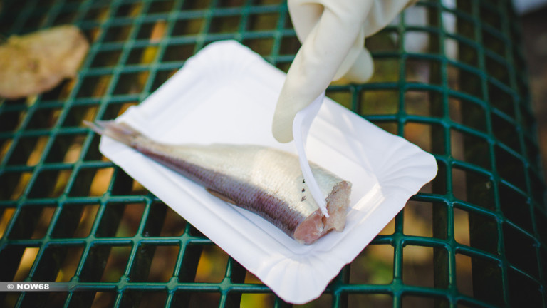 Stinkefisch