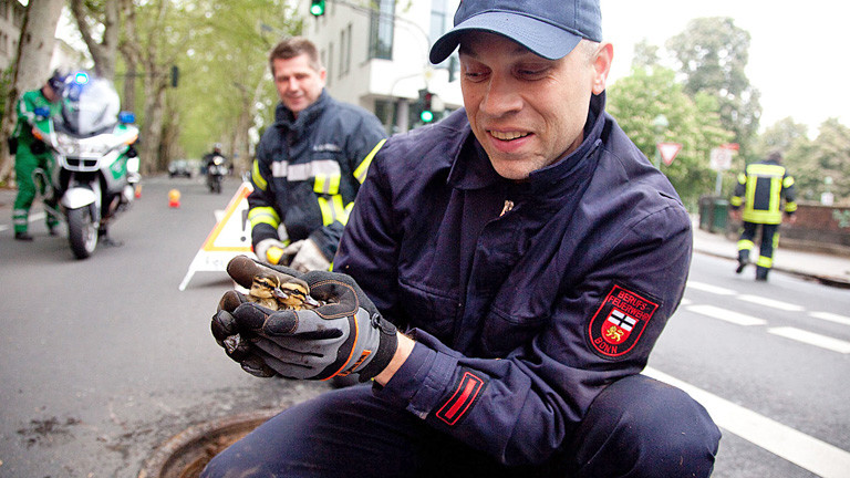 Ein Tierretter kniet auf der Straße. Er hält zwei Entenküken in seinen Händen. Im Hintergrund sind Feuerwehrleute und ein Polizist zu sehen. Ebenso ein Gullydeckel.