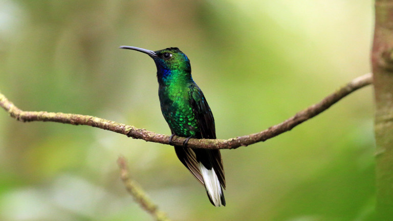 Kolibri