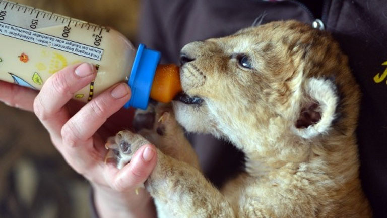 Löwenbaby Malor wird im Eifel-Zoo mit der Flasche großgezogen