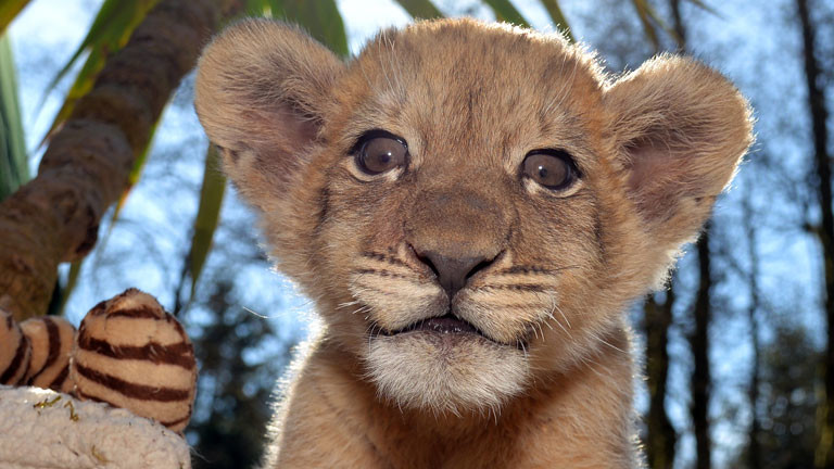 Löwenbaby Malor im Eifel-Zoo