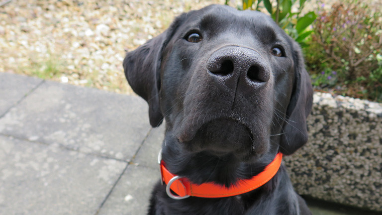 Blade ist ein schwarzer Labrador. Zu Besuch auf der Terrasse von DRadio Wissen.