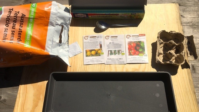 Moritz Metz pflanzt Tomaten.