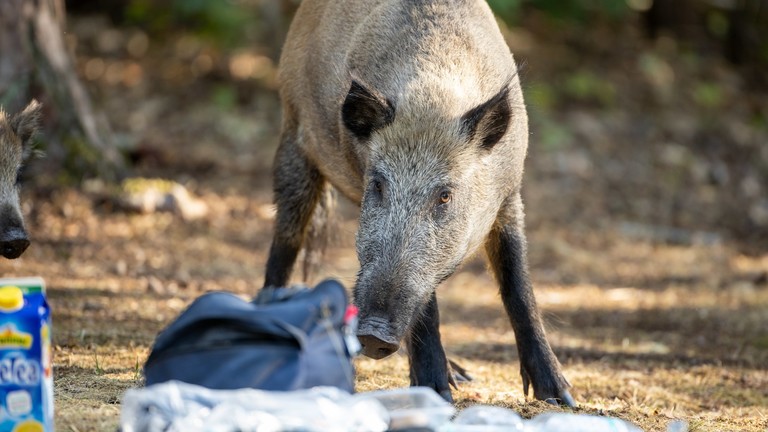 Wildschweine am Berliner Teufelssee suchen nach Futter