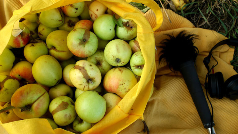 Gesammelte Äpfel in einem Sack.