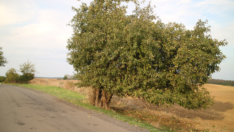 Apfelbaum am Straßenrand