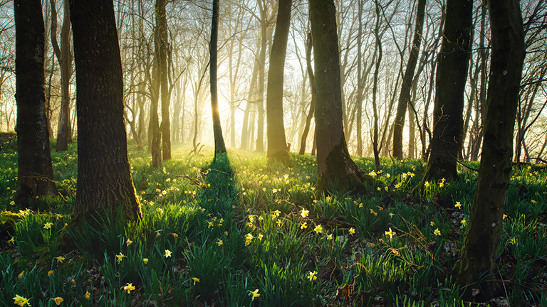 Frühlingswald, Eifel