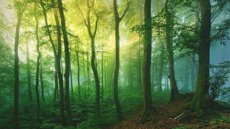 Waldlicht, Eifel