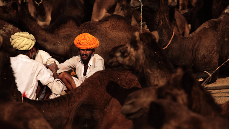 Kamel-Händler zwischen ihren Tieren in Rajasthan, Indien