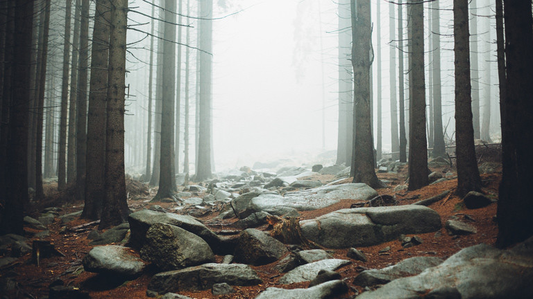 Wanderung im Harz
