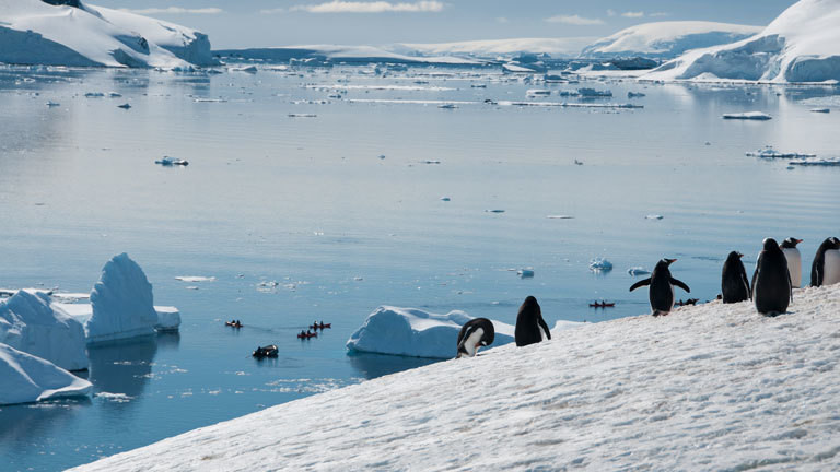 Pinguine