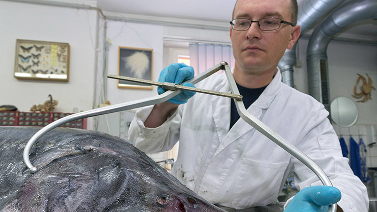 Fischkundler Timo Moritz vermisst den Schädel eines Fisches.