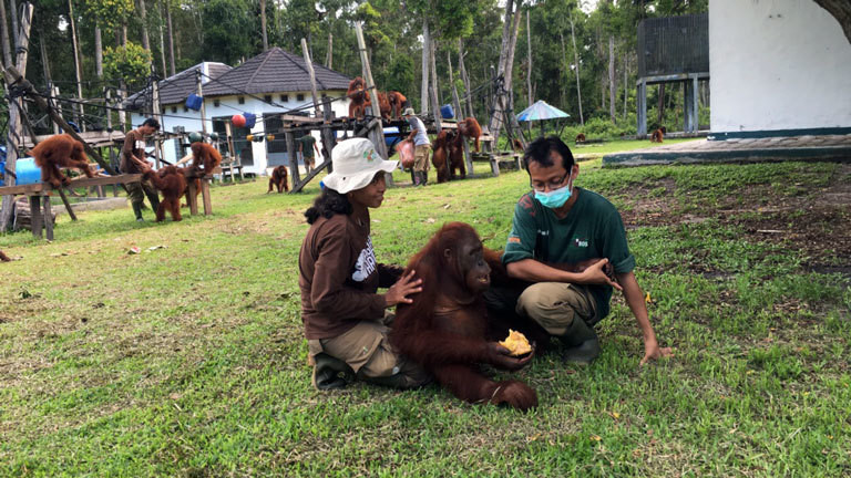Zwei Tierpfleger kümmern sich um den jungen Orang-Utan Henry.
