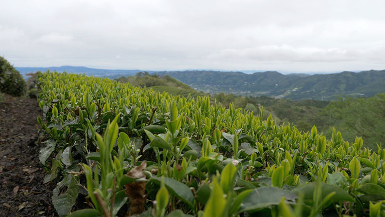 Teeplantage Japan Ueda