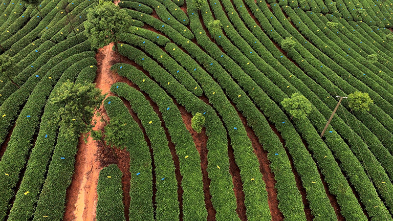 Plantage Yunnan Pu Erh