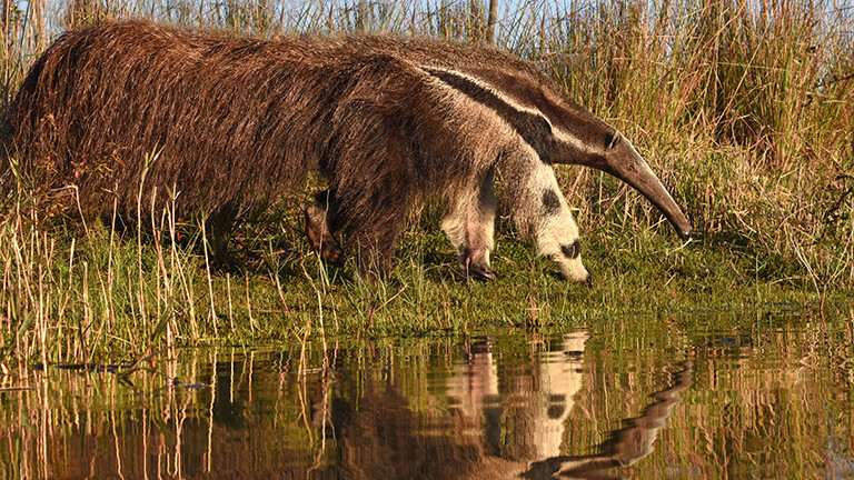 Ameisenbär
