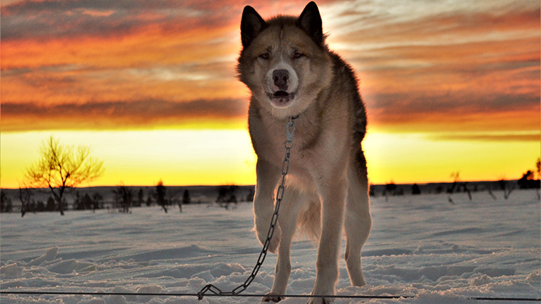 Hendrik Stachnau hat rund 70 Alaskan Malamuts.