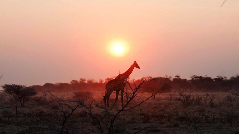 Eine Giraffe in ihrem natürlichen Lebensraum